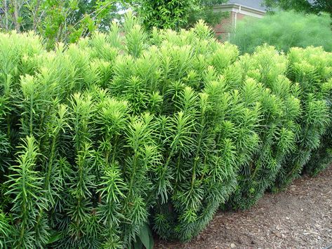 This week's plant pick is a narrow, upright, soft-needled evergreen called columnar Japanese plum yew 'Fastigiata' that's a good choice in tight, shady areas. Japanese Yew Hedge, Cephalotaxus Harringtonia, Japanese Plum Yew, Plum Yew, Yew Shrub, Japanese Yew, Japanese Plum, Japanese Garden Design, Flower Inspiration