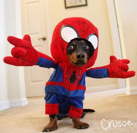 Dog wearing Spider-Man costume Weenie Dogs Funny, Cute Dog Halloween Costumes, Dog Spider Costume, Winnie Dogs, Spider Dog, Animal Halloween Costumes, Puppy Costume, Sausage Dogs, Weenie Dogs