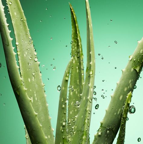 aloe vera gel benefits Aloe Vera Image, Aloe Vera Gel Benefits, Aloe Vera For Sunburn, Organic Aloe Vera Gel, Natural Remedies For Migraines, Pure Aloe Vera, Aloe Vera Plant, Aloe Plant, Aloe Vera Juice