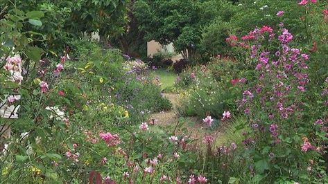 Garden Australia, Rose Hedge, Tropical Garden Plants, Cold Climate Gardening, Flower Cottage, Gravel Path, Classic Cottage, Unusual Plants, Deciduous Trees