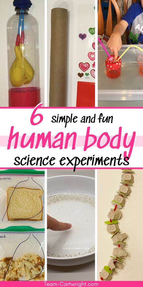 Text: 6 simple and fun Human Body Science Experiments
6 Pictures clockwise from top left: DIY lung model experiment, homemade stethoscope, pumping heart model, homemade spine model, germ theory soap and pepper science experiment, digestion STEM activity Human Body Science Experiments, Anatomy Activities For Kids, Digestion Activities, Anatomy Activities, Human Body Science Projects, Human Body Unit Study, Elementary Science Experiments, Homeschool Science Experiments, Human Body Projects