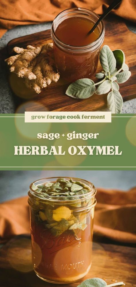 Herbal Oxymel Recipe with Sage and Ginger - This DIY herbal remedies recipe is made with raw honey for it's health benefits. Raw honey, sage, and ginger all help boost the immune system during the fall and winter season. Learn how to make this delicious infused honey herbal oxymel herbal medicine recipe! Oxymel Recipe, Sage Recipes, Dry Cough Remedies, Infused Honey, Herbal Medicine Recipes, Herbal Remedies Recipes, Diy Herbal Remedies, Cold And Cough Remedies, Herbal Recipes