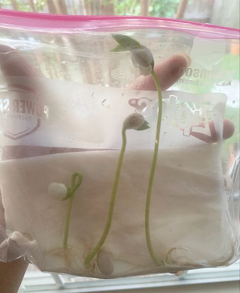 Growing A Bean In A Ziplock Bag, Grow A Bean In A Bag Kids, Sensory Center, Spring Science Activities, Seed Science, Bouncy Egg, Seed Craft, Growing Beans, Spring Science