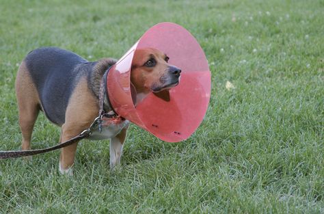 If your dog wants to ditch the cone of shame try one of these safe alternatives. Cone Of Shame Alternatives, Hookworms In Dogs, Dog Cone Alternative, Dogs Diy Projects, Dog Cone, Cone Of Shame, Dog Remedies, Dog Information, Cat Box