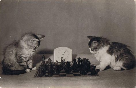 Soviet Visuals on Twitter: "Soviet postcard, 1955… " Cats Playing, Playing Chess, Kittens Playing, Old Cats, Cat Names, Vintage Soviet, Cat Playing, Photo Postcards, Silly Cats