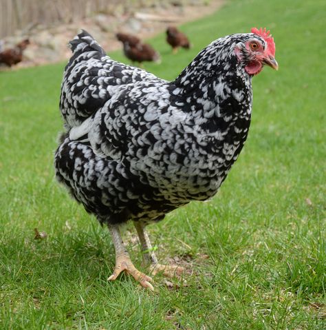 Mottled Java Mottled Java Chicken, Java Chicken, Farm Livestock, Domesticated Animals, Chicken Buns, Laying Chickens Breeds, Chicken Flock, Duck Breeds, Poultry Farming