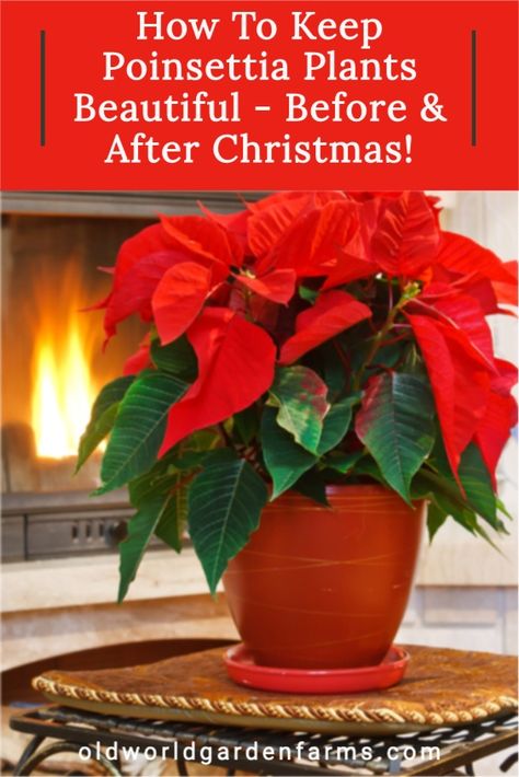 Keeping Poinsettia plants beautiful before and after Christmas can be tricky. Learn what it takes to make this holiday plant beautiful for weeks upon weeks. #poinsettia #plant #Christmas #beautiful #healthy #heat #light #water #overwinter #darkness #summer #cut #potted #garden #homedecor #decorations #flowers #care #gift #oldworldgardenfarms Navidad Natural, Poinsettia Care, Trees For Front Yard, Plants Beautiful, Poinsettia Plant, Christmas Plants, Smart Garden, Christmas Cactus, Christmas Poinsettia