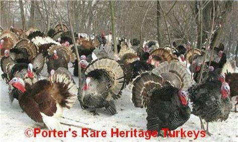 Heritage turkey color genetic info. Also poults, hatching eggs and feathers for sale. Turkey Breeds, Raising Turkeys, Turkey Bird, Hatching Eggs, Turkey Hunting, Wild Turkey, Barnyard Animals, Turkey Colors, Thanksgiving Turkey