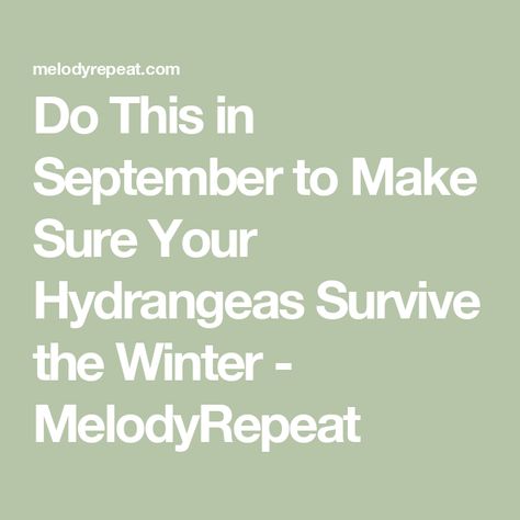 Do This in September to Make Sure Your Hydrangeas Survive the Winter - MelodyRepeat Watering Hydrangeas, Winter Hibernation, Hydrangea Potted, Types Of Hydrangeas, Big Leaf Hydrangea, Bigleaf Hydrangea, Hydrangea Varieties, Smooth Hydrangea, Hydrangea Arborescens