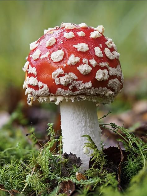 Mushroom Amanita, Diy Mushrooms, Mushroom Guide, Mushroom Stuff, Fly Agaric Mushroom, Mushroom Embroidery, Mushroom Identification, Magical Autumn, Mushroom Spores