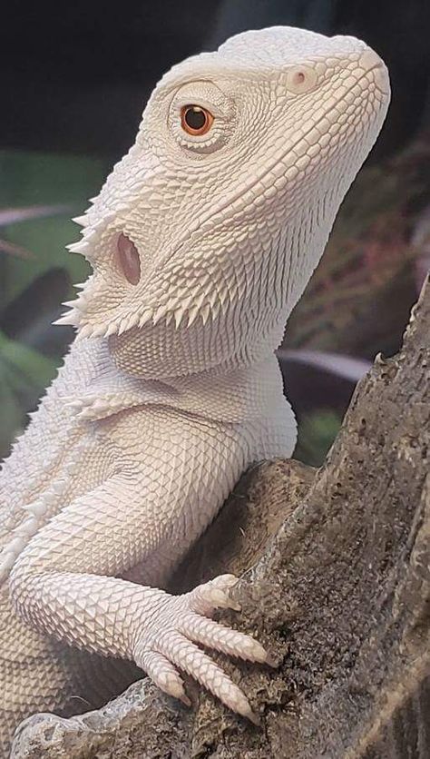 Baby Bearded Dragon, Bearded Dragon Cute, Cute Lizard, Albino Animals, Cute Reptiles, Reptiles Pet, Pretty Animals, Reptiles And Amphibians, Bearded Dragon