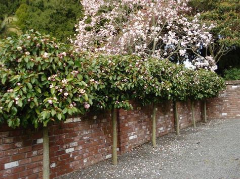 Fairy Magnolia Hedge, Fairy Magnolia, Garden Hydrangea, Triangle Area, Planting Ideas, Hydrangea Garden, Country Garden, Country Gardening, Outdoor Rooms