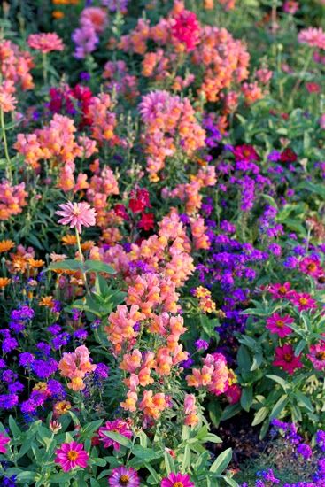 Purple And Orange Flowers Garden, Orange And Purple Garden, Purple Orange Garden, Purple Annuals, Red Flower Garden, Purple Flower Garden, Sunset Garden, Zinnia Garden, Snapdragon Flowers