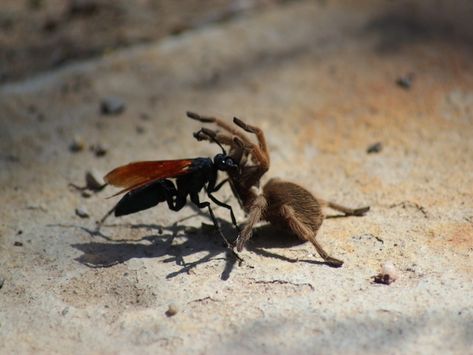 Have you heard of an assassin bug? How about a wasp that kills then eats tarantulas? Executioner Wasp, Wasp Oc, Tarantula Hawk Wasp, Hawk Species, Tarantula Hawk, Funnel Web Spider, Descriptions Of People, Duck Billed Platypus, Green Anaconda