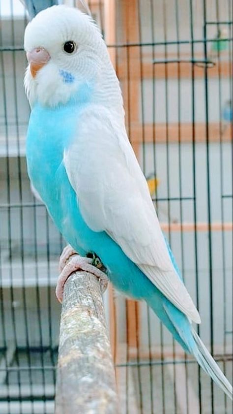 Fancy Parakeet, Love Birds Pet, Budgies Bird, Budgie Parakeet, Parakeets, Funny Birds, Pet Bird, Bird Pictures, Pretty Birds