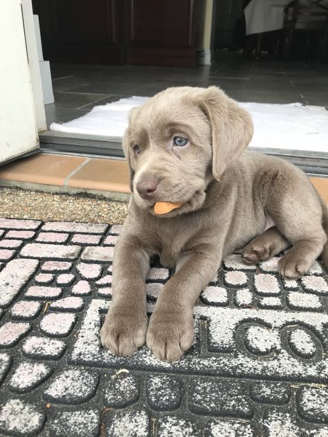 Gray Labrador, Silver Lab Puppies, Nice Dogs, Big Dogs Breeds, Biggest Dog In The World, Silver Labrador, Biggest Dog, Cute Fluffy Dogs, Gray Dog