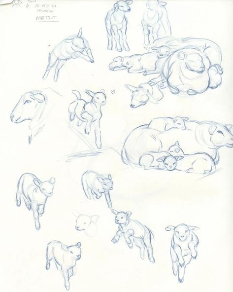 Sheep Anatomy Study, Sleeping Lamb Drawing, Sheep Drawing Reference, Baby Goat Drawing, Lamb Reference, Sheep Skeleton, Lamb Sketch, References Animals, Sheep Sketch