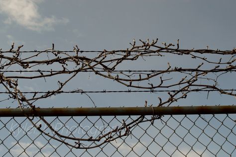 Some vines running on barbed wire above a chain link fence. Kyler L Photography. Chain Link Fence Aesthetic, Barbed Wire Aesthetic, Hozier Songs, Chainlink Fence, Chain Fence, Barbed Wire Fence, Edited Pictures, Fence Plants, Digital Imaging