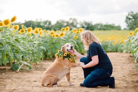 Adorable sunflower and dog photos | Ooltewah TN Dog Sunflower Photoshoot, Sunflower Field Pictures, Dog Photography Poses, Sunflower Photography, Sunflower Photo, Sunflower Pictures, Dog Photoshoot, Pet Photographer, Sunflower Fields