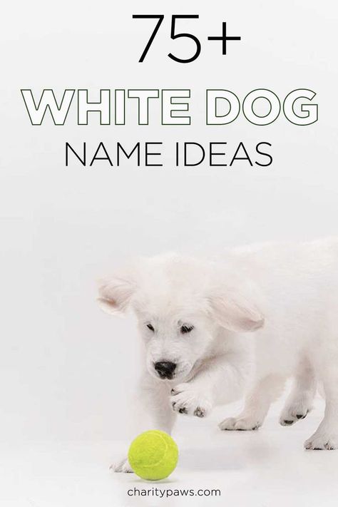 If Snow or Ghost do not sound appealing - this list of over 75 white dog names should help you find something more interesting for you new white dog. https://charitypaws.com/white-dog-names/ Dog Name Tattoo Small, Dog Name List, Cool Dog Names Boys, Male Dog Names Unique, White Dog Names, Puppy Girl Names, Creative Dog Names, Puppy Names Unique, White Meaning