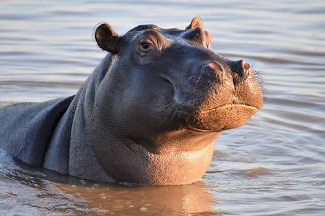 Live streaming wildlife webcam footage at Rosie's Pan in Balule Nature Reserve of a face-off between an elephant and a hippo! Hippo In Water, Hippo Face, Pineapple Farm, Cute Hippo, Animal Protection, Buzzfeed Quizzes, Diamond Mosaic, Cross Paintings, Hippopotamus