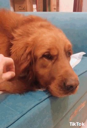 Tiktok Gif, Golden Retriever Gif, Love Gif, Awesome Art, Shelter Dogs, Cat Love, Dog Life, Dog Love, Dog Mom