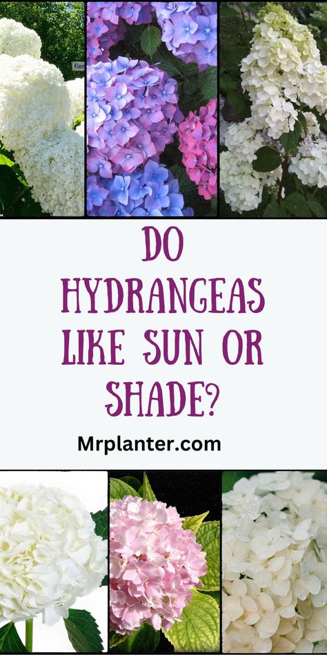 Struggling to find the perfect balance of sunlight for your hydrangeas? Our ultimate guide reveals the truth, unveiling whether they thrive in direct sun or prefer the gentle embrace of shade for their vibrant, long-lasting beauty. Click the image to know more. Follow us for more tips. #HydrangeaSunlightGuide #GardenTips #SunOrShade Best Hydrangeas For Part Sun, Shade Hydrangea, Full Sun Hydrangea, Hydrangea Shade, Garden Ideas Budget Backyard, Geranium Care, Plants Tips, Hydrangea Landscaping, Annabelle Hydrangea