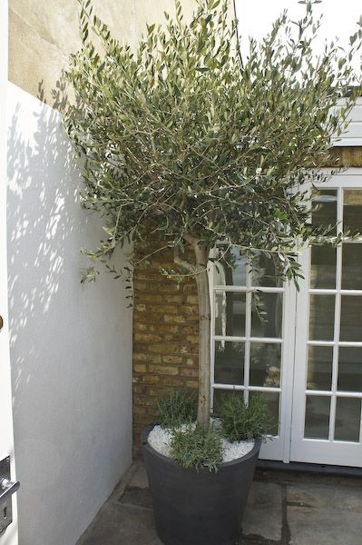 Courtyard Olive Tree, Olive Tree Underplanting, Front Yard Olive Tree Garden Design, Olive Tree Front Garden, Trees In Pots Outdoors, Olive Tree On Terrace, Olive Trees In Pots, Olive Trees Garden, Tree Planters