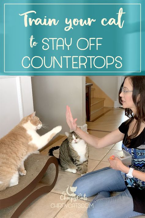 Rewards-based training is a great way to teach desirable behaviors in cats. If your cat loves the countertops too much, perhaps you could show him how to high 5 his way out of the habit and learn some tricks along the way! #Train4Rewards #clickertrainingcats #smartcats #click4treats #catenrichment #catbehavior #keepcatsoffcounter #trainingcats via @chirpycats Observational Learning, Animal Behaviorist, Living With Cats, Halloween Idea, Cat Hacks, Owning A Cat, Outdoor Cats, Healthy Cat, Cat Training