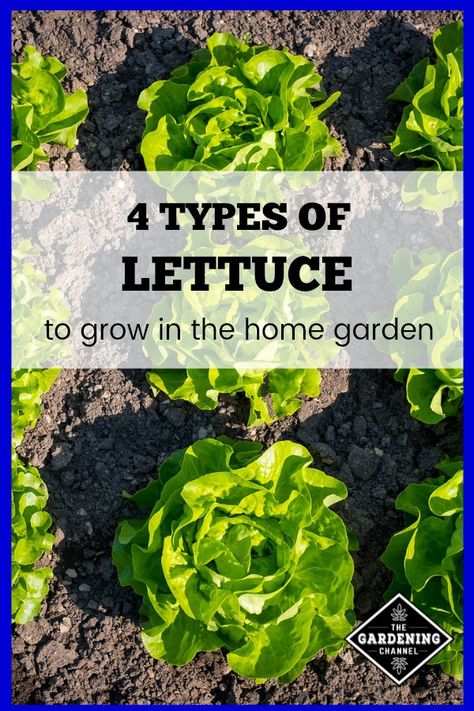 Try growing lettuce in your home garden. Use this gardening guide to select a variety of lettuce for your home garden. #gardeningchannel #vegetablegardening #growinglettuce Lettuce Growing, Types Of Lettuce, Vegetable Garden Planner, Gardening Guide, Growing Tomatoes In Containers, Vegetable Garden Raised Beds, Easy Vegetables To Grow, Growing Lettuce, Garden Plots