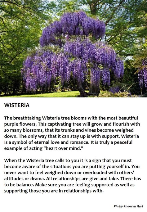 Wisteria Tree Wisteria Flower Meaning, Wisteria Bonsai Tree, Wisteria Meaning, Wisteria Quotes, Wisteria Trees, Old Wisteria Tree, Wisteria Magical Properties, Tree Meanings, Wisteria Sinensis