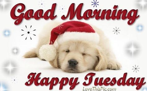 Good Morning...Happy Tuesday everyone!  #ItsTuesday #GoodMorning #HappyHolidays #SeasonsGreetings #BeJolly #Smile #Laugh December Tuesday, Christmas Tuesday, Background Morning, Tuesday Christmas, Tuesday Funny, Morning Sister, Tuesday Images, Morning Christmas, Somebunny Loves You