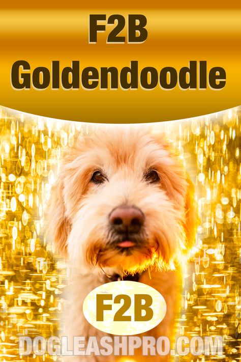 F2B Goldendoodle: Complete Guide F2b Mini Goldendoodle, F2b Goldendoodle, Toy Goldendoodle, Goldendoodle Grooming, Standard Goldendoodle, F1b Goldendoodle, Goldendoodle Breeders, Mini Goldendoodle Puppies, Goldendoodle Puppy For Sale