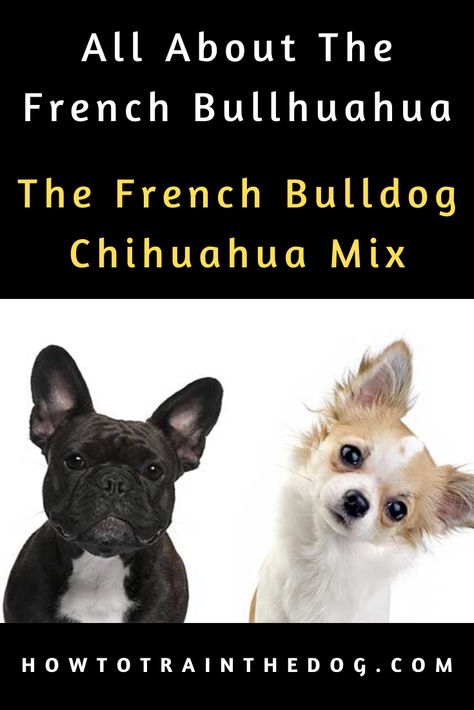 All About The French Bullhuahua (The French Bulldog Chihuahua Mix) French Bullhuahua, Chihuahua Mix Puppies, Doodle Breeds, French Bulldog Mix, Toy Bulldog, Socializing Dogs, Designer Dogs, Companion Dog, Chihuahua Mix