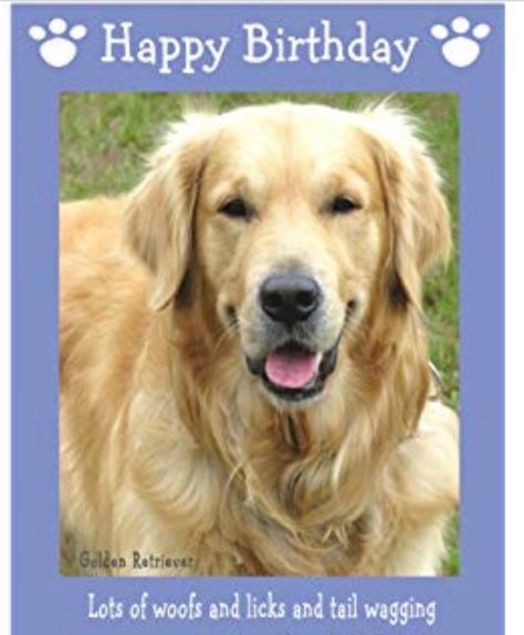 Happy Birthday Golden Doodle, Birthday Wishes For Dog Pets Quotes, Golden Retriever With Baby, Happy Birthday Golden Retriever, Golden Retriever Birthday Wishes, Dogs Wishing Happy Birthday, Golden Retriever Birthday, Doggie Birthday, Happy Birthday Dog