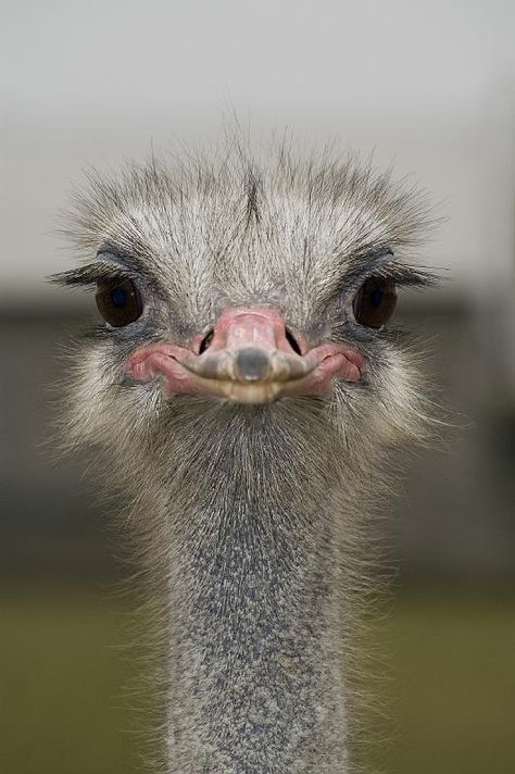 Love the eye lashes! Flightless Bird, Big Bird, African Animals, Emu, Animal Photo, 귀여운 동물, Funny Faces, Beautiful Creatures, Beautiful Birds