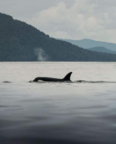 👣 Wander Vancouver 🇨🇦 on Instagram: “// 📸 photo by @melcherryy // Orcas and mountains. 🐳 . // #WanderVancouver . // Visit WanderVancouver.com to find your next Greater…” Minke Whale, Marine Wildlife, Gray Whale, Orca Whales, Vancouver British Columbia, Humpback Whale, Cool Landscapes, Sea Birds, Vancouver Canada