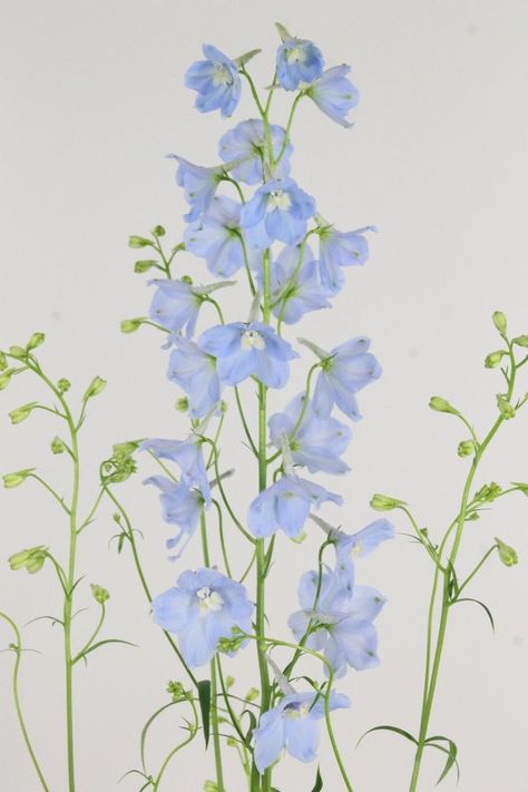 Light Blue Delphinium Bouquet, Light Blue Delphinium, Delphinium Flower, Rich Wedding, Delphinium Blue, Stem Flowers, Delphinium Flowers, Flower Identification, Blue Delphinium