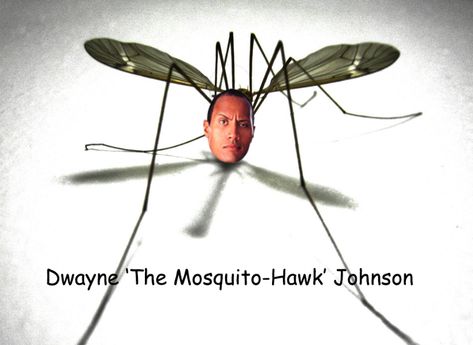 Dwayne Johnson Memes Funny, Dwayne The Rock Johnson Funny, Dwaney The Rock Johnson Funny, Dwaney The Rock Johnson, Dwayne Johnson Funny, Mosquito Meme, Dwayne Johnson Meme, Rock Jokes, Rock Puns