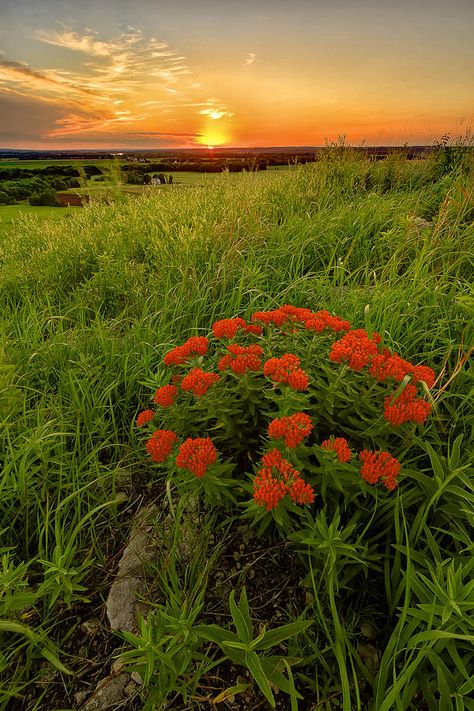 Sunset In The Flint Hills, Tallgrass Prairie National Preserve, near Emporia, Kansas Flint Hills Kansas, Kansas Prairie, Kansas Landscape, Tallgrass Prairie National Preserve, Butterfly Milkweed, Bean Photography, Summer Artwork, Landscape Tips, Tallgrass Prairie