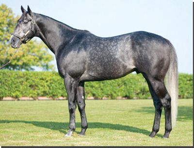 English Thoroughbred, Dapple Grey Horses, Warmblood Horses, Thoroughbred Horse Racing, Silver City, Most Beautiful Horses, Grey Horse, Thoroughbred Horse, Horse World