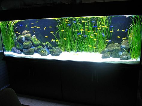 another cool cichlid tank Chiclids Tank Ideas, African Cichlid Tank, Cichlid Tank, African Cichlid Aquarium, Cichlid Aquarium, Fish Aquarium Decorations, Set Up Ideas, Fish Tank Terrarium, Amazing Aquariums