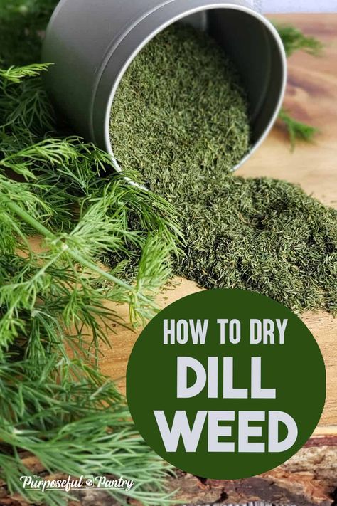 Dehydrate Dill In Dehydrator, Drying Dill In Dehydrator, Dehydrated Herbs In Dehydrator, How To Dry Dill, Dehydrator Herbs, Dehydrated Dill, Dehydrating Food Storage, Drying Fresh Herbs, Food Dehydration