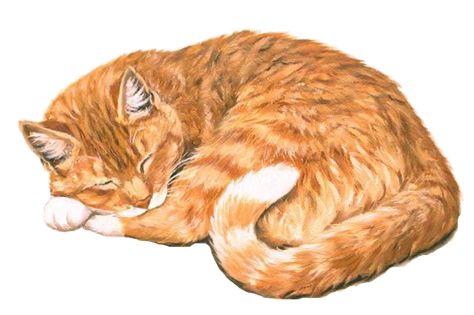 Orange Tabby Cats Drawing, Lying Cat Drawing, Orange Cat Aesthetic Drawing, Orange Tabby Cat Art, Cat Lying Down Drawing, Cat Lying Down, Yellow Cat Drawing, Tabby Cat Illustration, Orange Cat Art