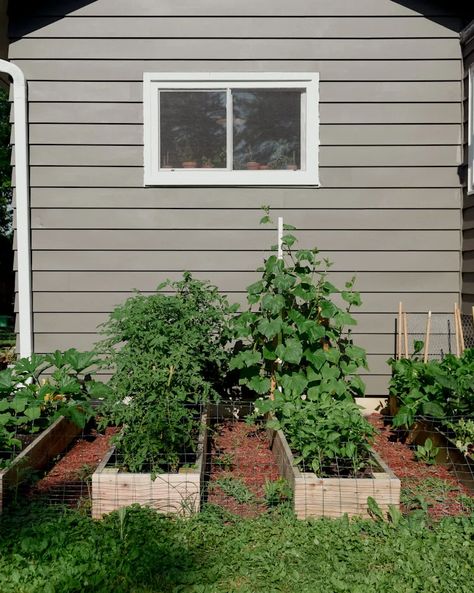 Oak Abode - A husband & wife team passionate about fixer uppers, interior design, and homesteading. Oak Abode, Growing Vegetables At Home, Start Gardening, Home Garden Ideas, Pulling Weeds, Composting At Home, Citrus Trees, Landscape Fabric, Hydroponic Gardening