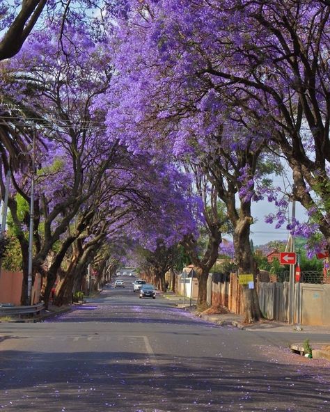 𝐀𝐅𝐑𝐈𝐊𝐀 - Johannesburg, South Africa 🇿🇦 Roads Wallpaper, Roads Quotes, Forest Highway, Highway Photography, Johannesburg Travel, Roads Photography, Johannesburg City, South Africa Photography, Jacaranda Tree