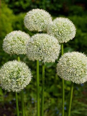 Shrub Border, Allium Giganteum, Allium Flowers, Dutch Gardens, Zen Bedroom, Sweet Flowers, Garden Bulbs, Moon Garden, Late Spring