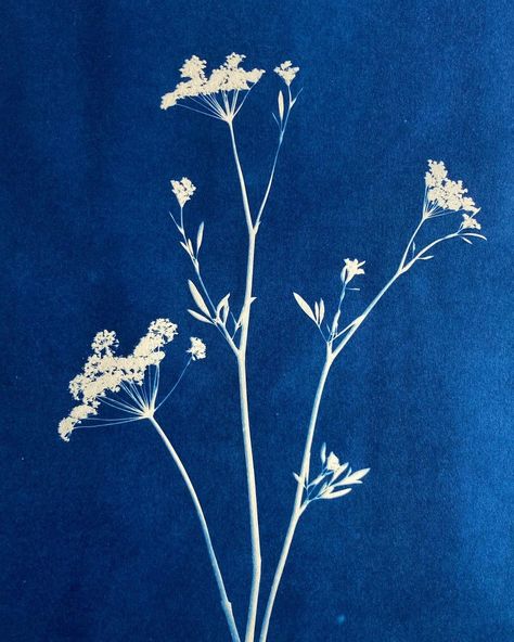 Cow Parsley Drawing, Cow Parsley Tattoo, Botanical Cyanotype, Bug Poster, Stretch Mark Tattoo, Lockscreen Quotes, Cow Parsley, Botanical Tattoo, Plant Drawing