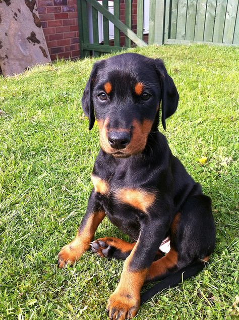 Doberman Doberman Puppies, Doberman Pinscher Puppy, Doberman Pinscher Dog, Doberman Puppy, Doberman Dogs, Rottweiler Puppies, Floppy Ears, Dog Obedience, Dog Training Obedience