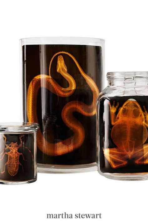 Kids will love these spooky animal skeletons. Anatomy cards are slipped into apothecary jars for a kid-friendly Halloween craft. #marthastewart #crafts #diyideas #easycrafts #tutorials #hobby Halloween Decorations Indoor Apartment, Martha Stewart Halloween, Recycled Jars, Halloween Apothecary, Animal Skeletons, Halloween Potions, Halloween Clips, Halloween Diy Crafts, Easy Diy Halloween